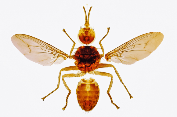 Mouche tsé-tsé - vecteur de la maladie du sommeil (Glossina sp.) x2
